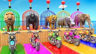 Elephant Lion Hippo Tiger Gorilla 3d Animal Long Slide Game Funny 3d Paint Animals Cage Game Video [upl. by Viradis]