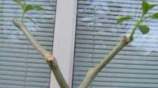 How to cut a Brugmansia [upl. by Lew926]