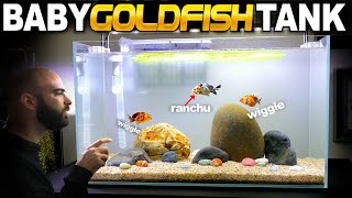 I made a BABY RANCHU goldfish aquarium wiggle bum fish [upl. by Ttirrej]