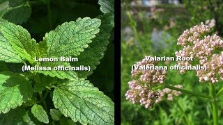 9 Herbs for ADHD [upl. by Nairim]