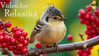 Birdsong and Forest Ambience 🌲🐦 Peaceful Background Music [upl. by Wilma225]