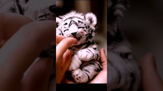 Finger licking by cute baby tiger 🤗😍 babytigers cutetigercub petsshorts animalvideos [upl. by Ardnahs]