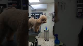 Peluquería canina dominicana [upl. by Savick]