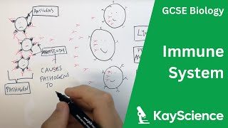 The Immune System  GCSE Biology  kaysciencecom [upl. by Macario740]