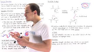 Tertiary Structure of Proteins [upl. by Portia262]