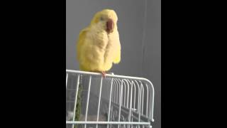 Lutino Quaker Parrot trying to talk [upl. by Hut]