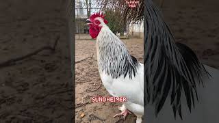 SUNDHEIMER Hühner Hahn kräht Sundheimer rooster crowing rarechickenbreed fancychickens hühnerhof [upl. by Sherwin]