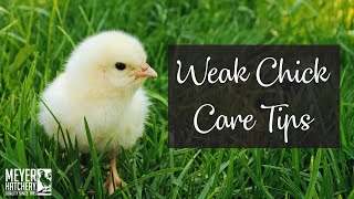 Weak Chick Care Tips [upl. by Nnyltiak]