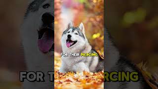 Snowy Adventures 5 Fascinating Facts About the Siberian Husky [upl. by Barr]