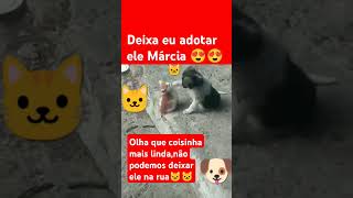 gatinhofofinho cat memes gatofofo pets gatos gatofofinho humor gatofofos memesgatos [upl. by Hanzelin24]