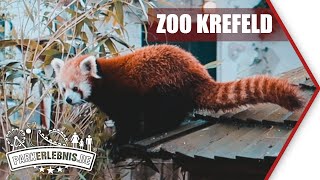 Zoo Krefeld  Ein Rundgang durch den Tierpark im April 2021 [upl. by Karr151]