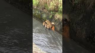 Adorable Boar Piglets Waddle in Water [upl. by Cavallaro110]