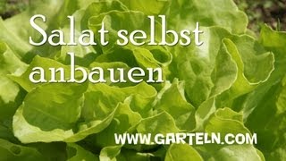 Salat selbst anbauen [upl. by Iridis]