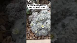 The Feather Cactus  Mammillaria plumosa flowers succulents cactus cactuslover fypシ゚viral [upl. by Schreiber883]