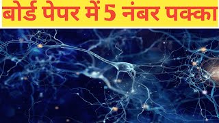 Neuron Ka Namankit Chitra Banaaiye ।। Neuron Model।। Neuron Model Project ।। Neuron Class 10 ।। [upl. by Eillac670]