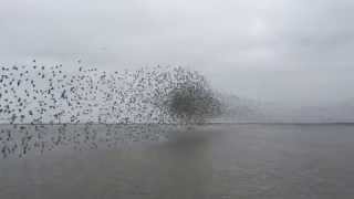 The Laguna Madre  Shorebird Mayhem [upl. by Nanah]