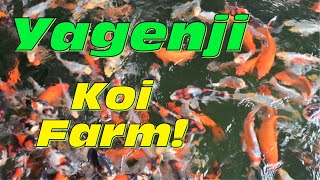 Letzter Blog der Japan Tour Yagenji Koi Farm [upl. by Federica]