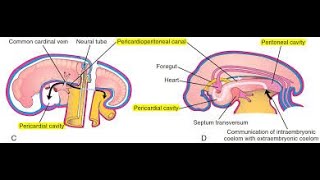 Embryology of the Pericardio peritoneal canals  Primitive Pleura cavities [upl. by Annaesor]