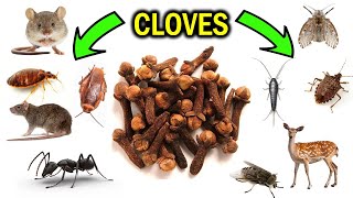 How To Get Rid of Pests with Cloves amp Clove oil  ANTS FLIES MICE SILVERFISH BEDBUGS MOTHS etc [upl. by Llenyaj125]