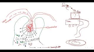 Human excretory system basic concepts part  22 for neet by srikanth sir [upl. by Hen]