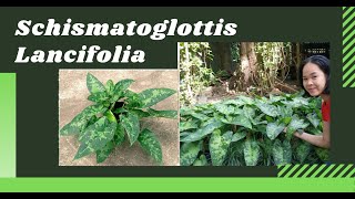 Schismatoglottis Lancifolia Propagation and Care Tips [upl. by Arriat521]