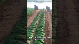 What do chives like the most gardening farming chives [upl. by Papagena]