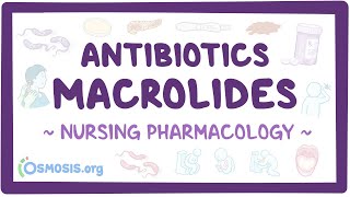 Antibiotics  Macrolides Nursing Pharmacology [upl. by Elhsa]