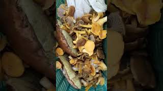 Cueillette champignon chanterelle [upl. by Arahat]