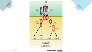 inflamatory response in the periodontium [upl. by Nohpets]