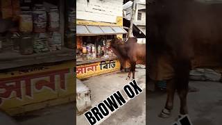 Brown OxAmazing World Views httpswwwyoutubecomchannelUCdUZ9zKeBkP8oH7ioqpKCeg [upl. by Ennovad]