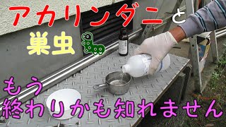 【ニホンミツバチ】Vol8 アカリンダニ感染巣箱の 蟻酸の追加と採蜜。 底板には、スムシも居た。 この群れ もう駄目かもしれない。 [upl. by Anilesor633]