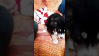 Candy dog short videos funny dog videos 😀shortsvideo viral dog cane [upl. by Aicat]