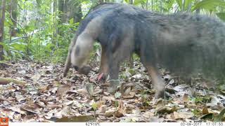 Los fascinantes animales de la reserva Cuyabeno en Ecuador Oso hormiguero gigante [upl. by Swerdna867]