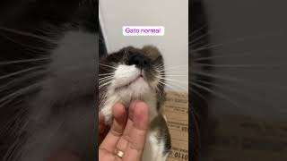 Diferença de um gato autista para um gato normal gato autismo [upl. by Jer]