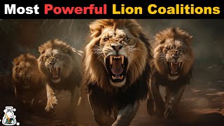 6 Most Powerful Lion Coalitions That Ever Lived [upl. by Questa377]