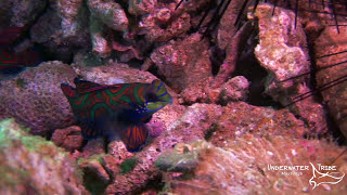 Mandarin Fish [upl. by Olag]