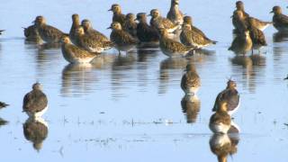 Ljungpipare Pluvialis apricaria eller altifrons Golden Plover [upl. by Fraase799]