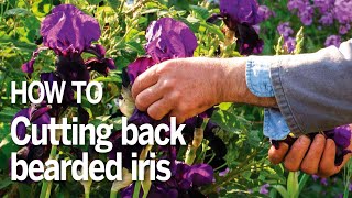 How to cut back bearded iris  Troy Scott Smith from Sissinghurst on how to care for bearded irises [upl. by Sawtelle]