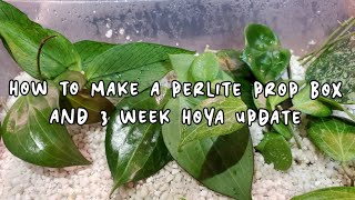 HOW TO MAKE A PERLITE PROP BOX  And Hoya 3 Week Propagation Update [upl. by Troth]