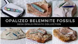 What are Opalized Belemnite Fossils [upl. by Eiro329]