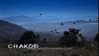 Riding through Uttaranchal  Chaukori and Harsil [upl. by Enileuqkcaj281]