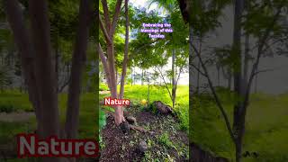 chill sunrise tuesdaymotivation beach tress naturelovers nature naturebeauty shortvideo [upl. by Yeslah]