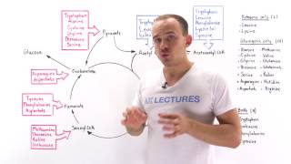 Introduction to glucogenic and ketogenic amino acids [upl. by Zeeba]