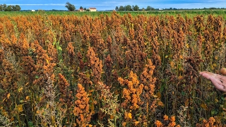 Odla quinoa  så här gör du  David berättar [upl. by Abbe]