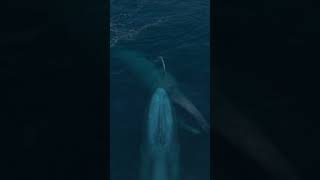 why called blue whale trendingshorts2024 animalfacts shortsfeed new shorts [upl. by Ridley875]