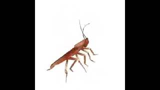 Dancing Cockroach Meme [upl. by Wainwright]