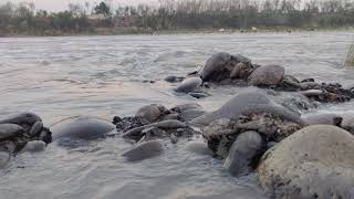 Chenab River Akhnoor in 8K 30fps Ultra HD video  Jammu and Kashmir [upl. by Kcirdnekel]