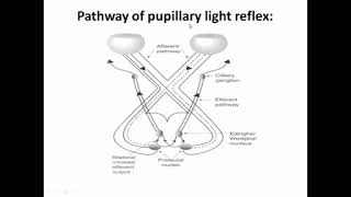 Practical corneal reflex فسيولوجي [upl. by Nitsugua549]