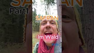 Safran aus dem Wald Part1 Safranschirmling pilze wald natur pilzesammeln [upl. by Keeley]