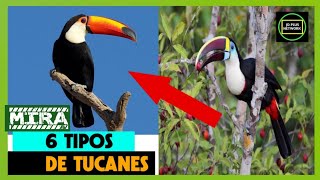 🦜6 Tipos de Tucanes 🍒🦜Especies de Tucanes 🐣🦜 [upl. by Ardnossak]